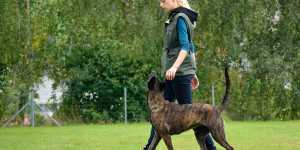 dogt trainer websites