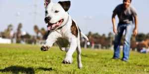 DiscoveringThePersonalAndProfessionalBenefitsOfMySpace Power Dogt Trainer Websites dogt trainer websites