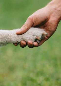  dogt trainer websites