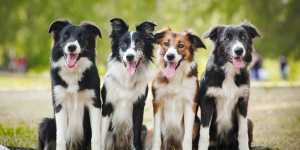WebsiteTrafficAvoidTheseStrategiesToGetMoreTraffic Power Dogt Trainer Websites dogt trainer websites