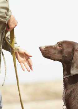  dogt trainer websites