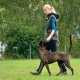  dogt trainer websites