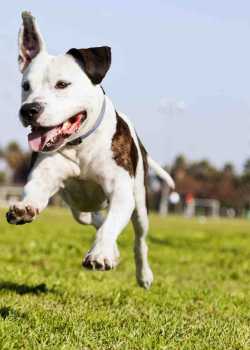  dogt trainer websites