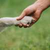  dogt trainer websites