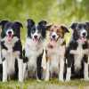  dogt trainer websites